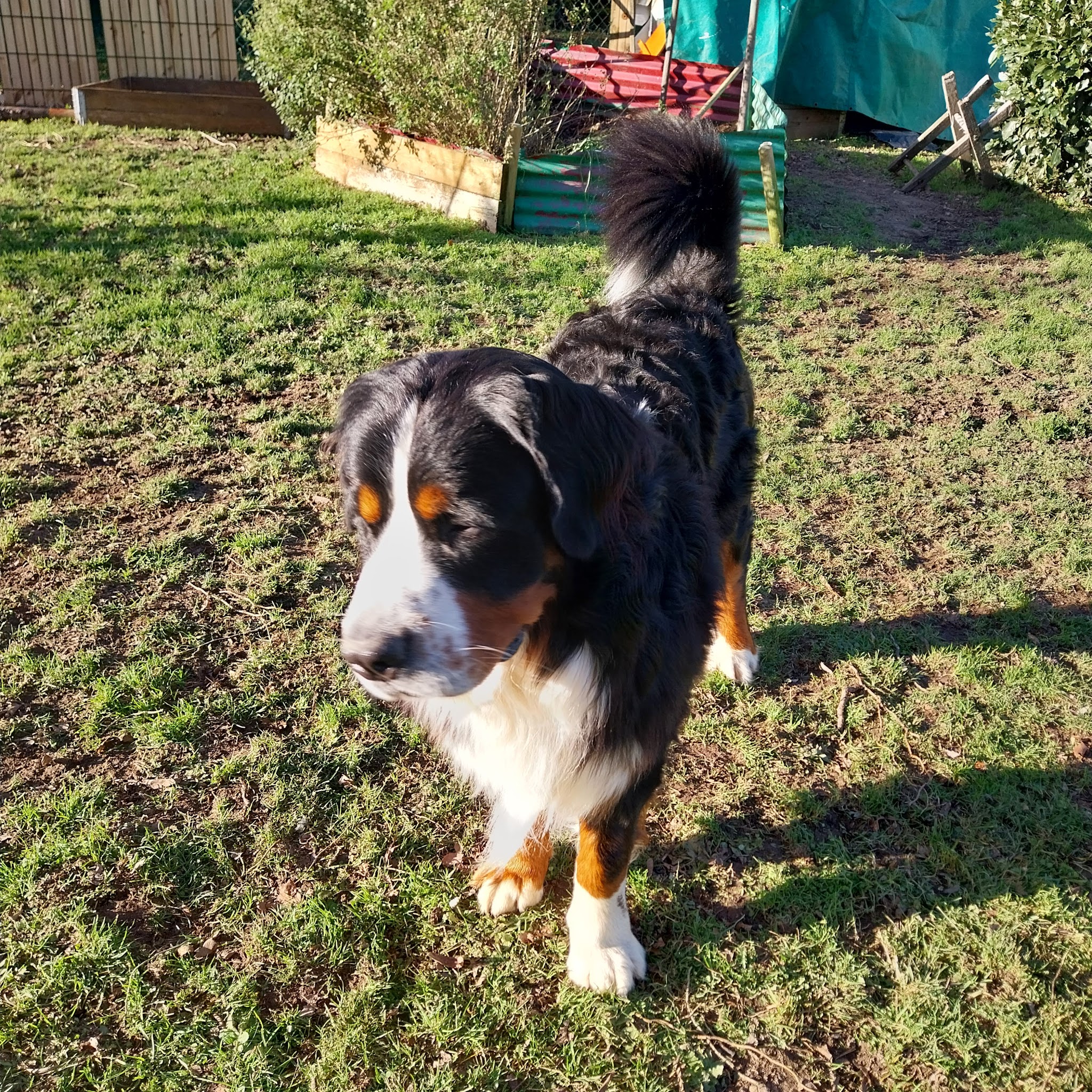Pension Canine — photo