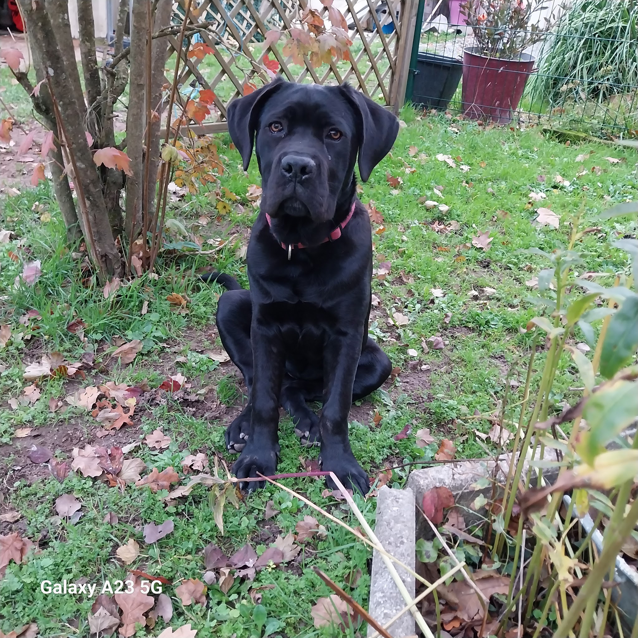 Pension Canine — photo