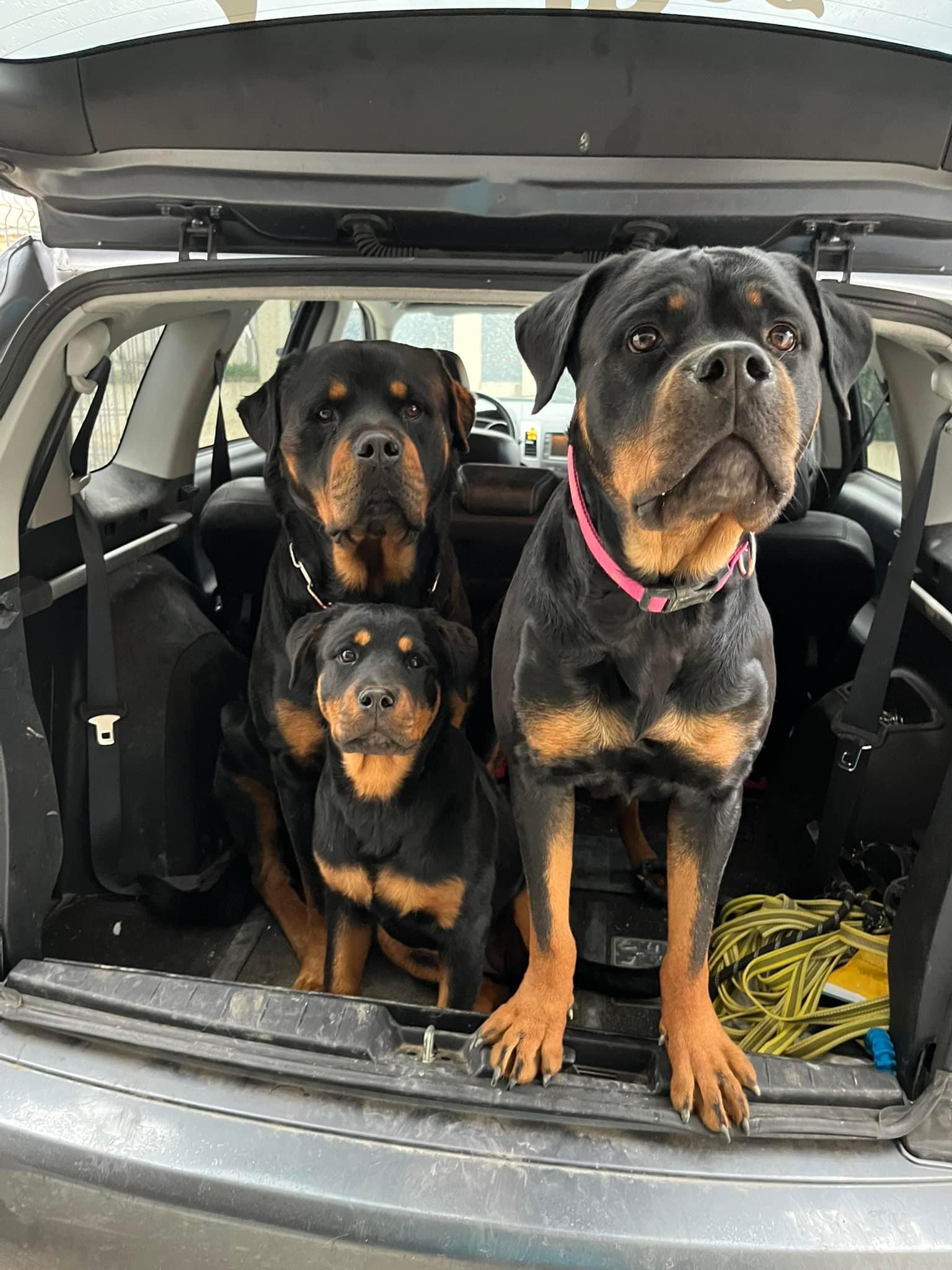 ACCRO'DOG éduc et pension — photo