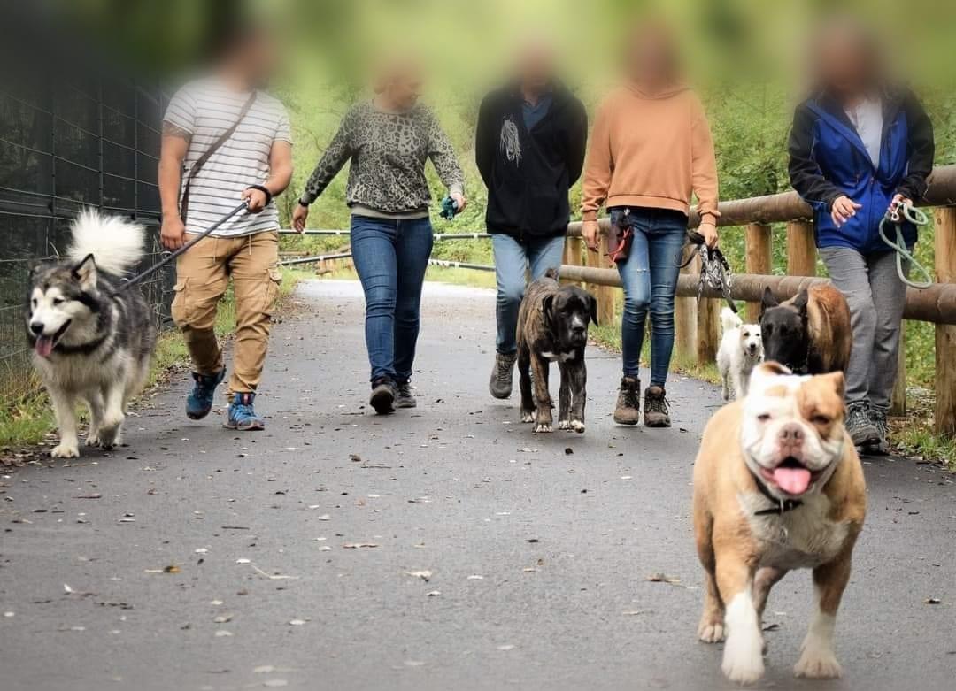 ACCRO'DOG éduc et pension