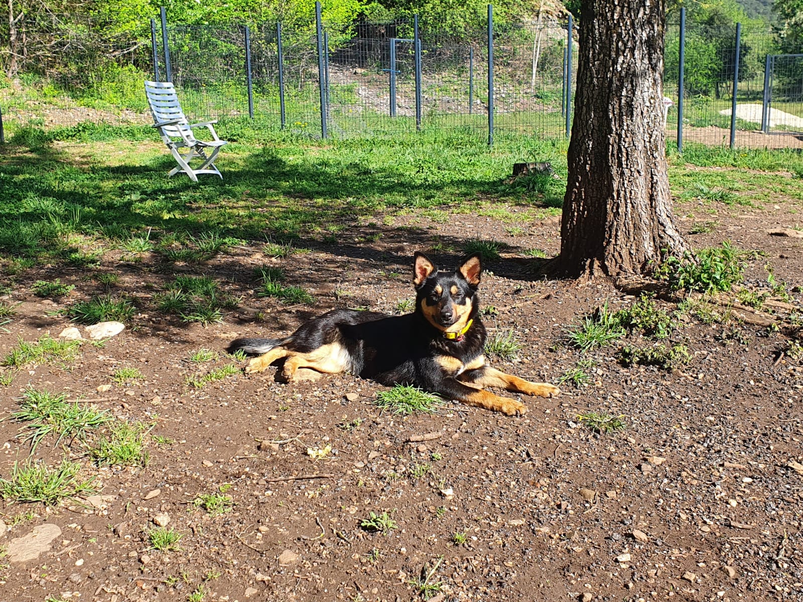 Canid&moi ( garde d'animaux ) — photo