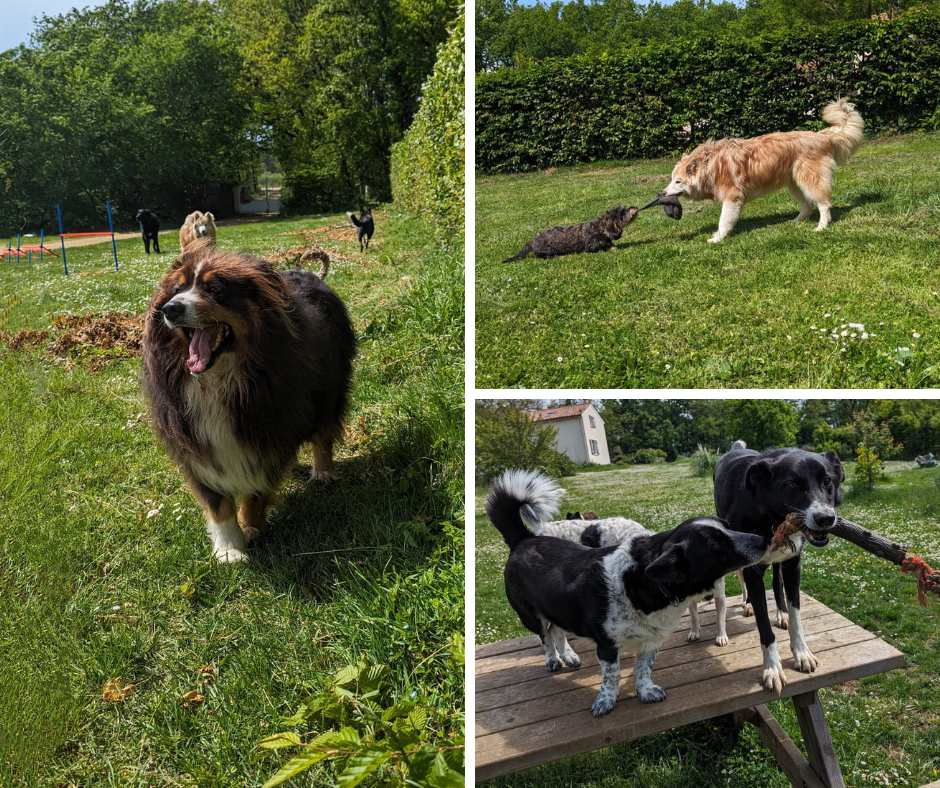 Chienotel - Pension pour Chien, Chat, Lapin & NAC — photo