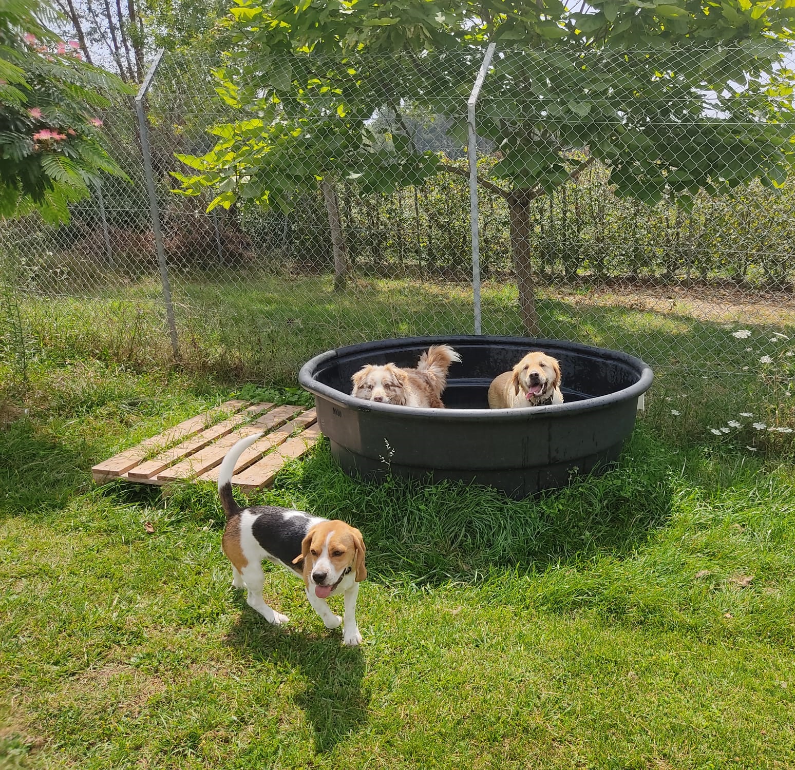 Chienotel - Pension pour Chien, Chat, Lapin & NAC — photo