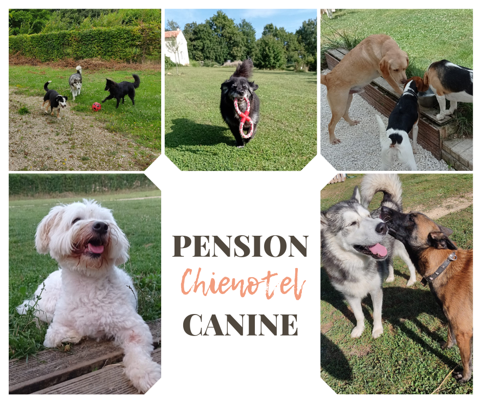 Chienotel - Pension pour Chien, Chat, Lapin & NAC