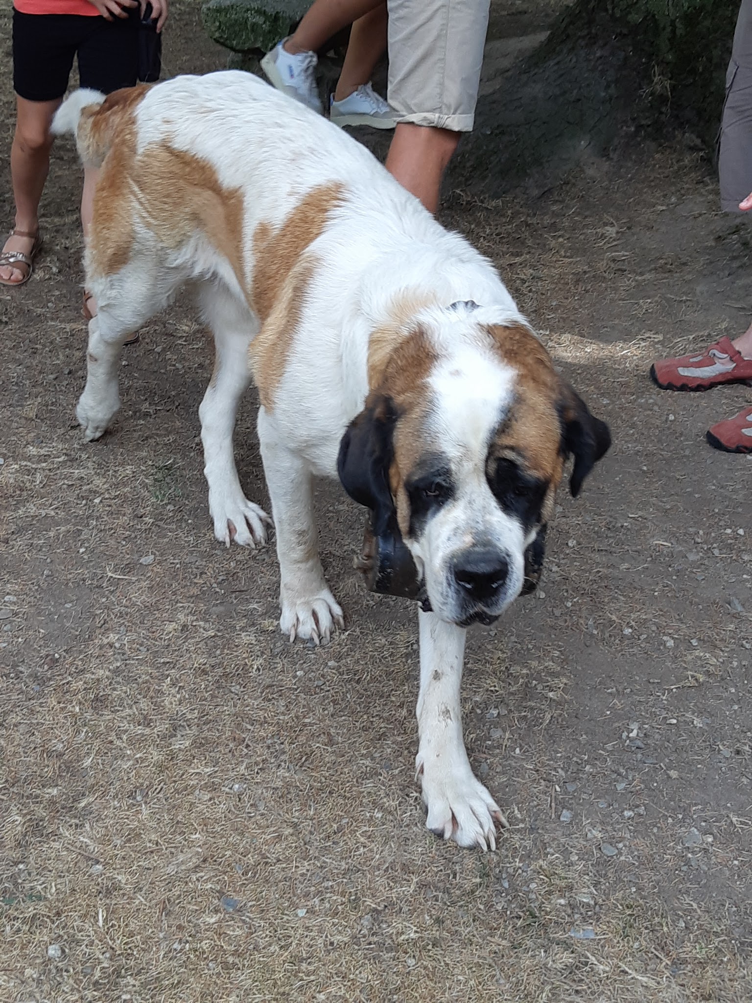 PENSION CANINE TOUTES RACES - Elevage de Saint-Bernard et Bull Terrier du Pays du Mont-Blanc - — photo