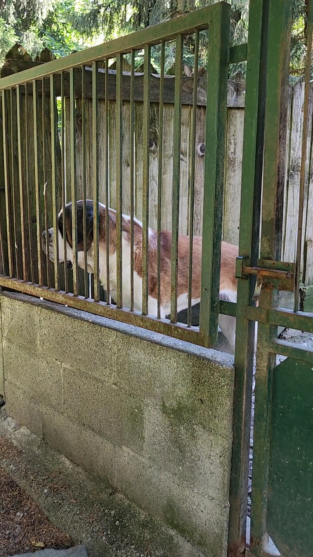PENSION CANINE TOUTES RACES - Elevage de Saint-Bernard et Bull Terrier du Pays du Mont-Blanc - — photo