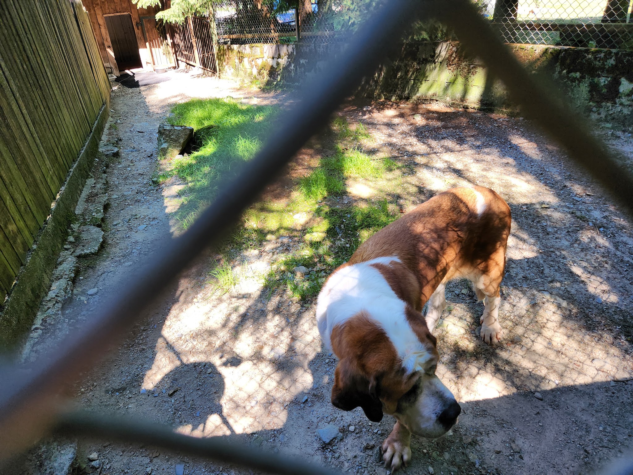 PENSION CANINE TOUTES RACES - Elevage de Saint-Bernard et Bull Terrier du Pays du Mont-Blanc - — photo