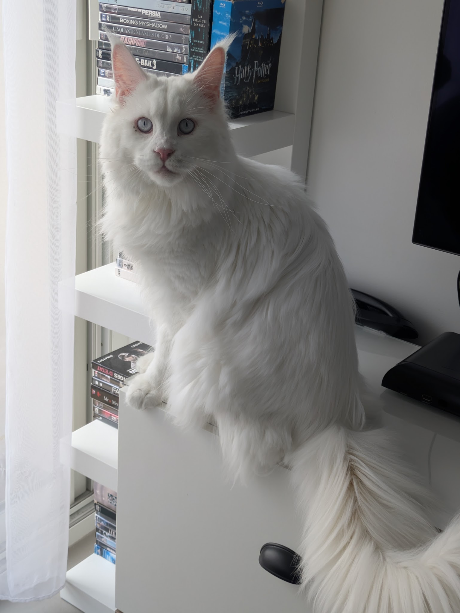 Anima'Services Pet sitting & Médiation animale — photo