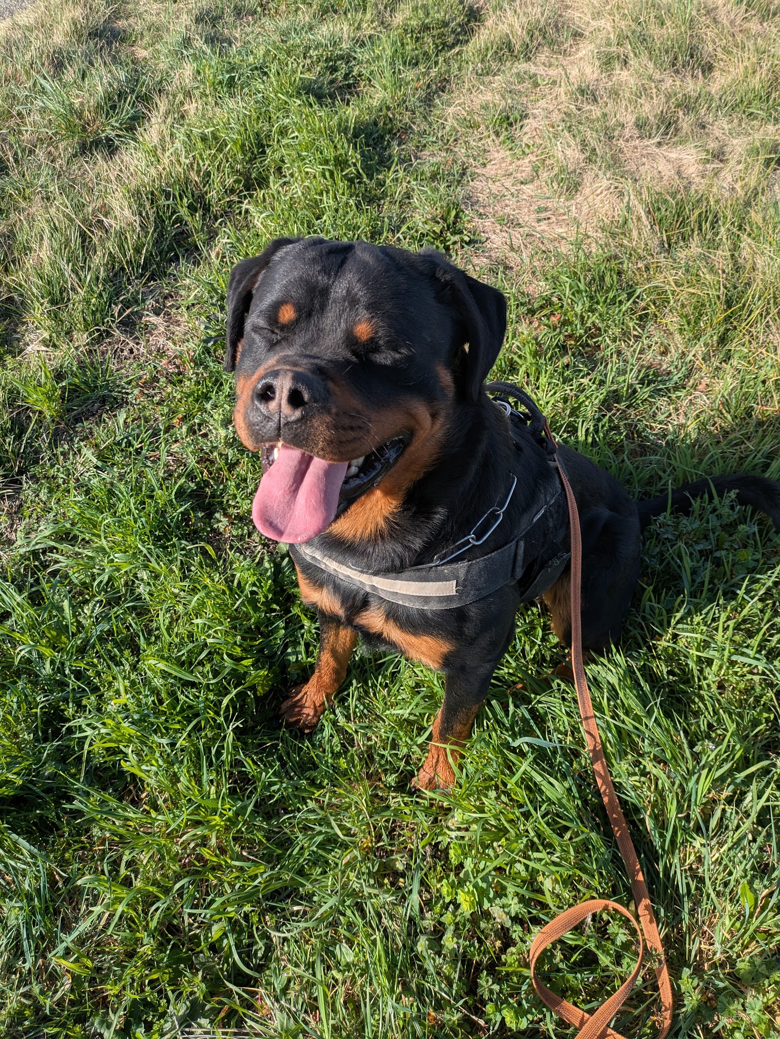 Anima'Services Pet sitting & Médiation animale — photo