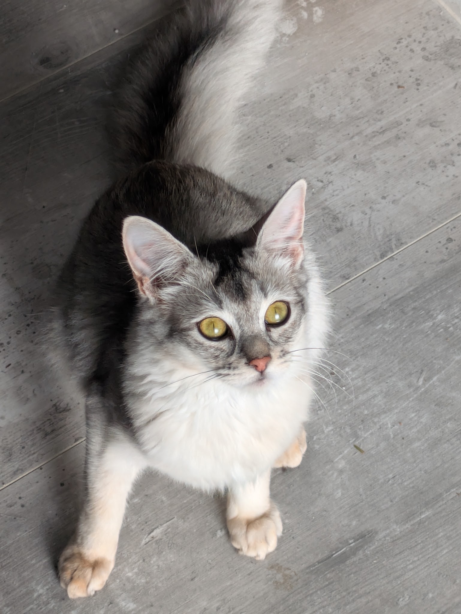 Anima'Services Pet sitting & Médiation animale — photo