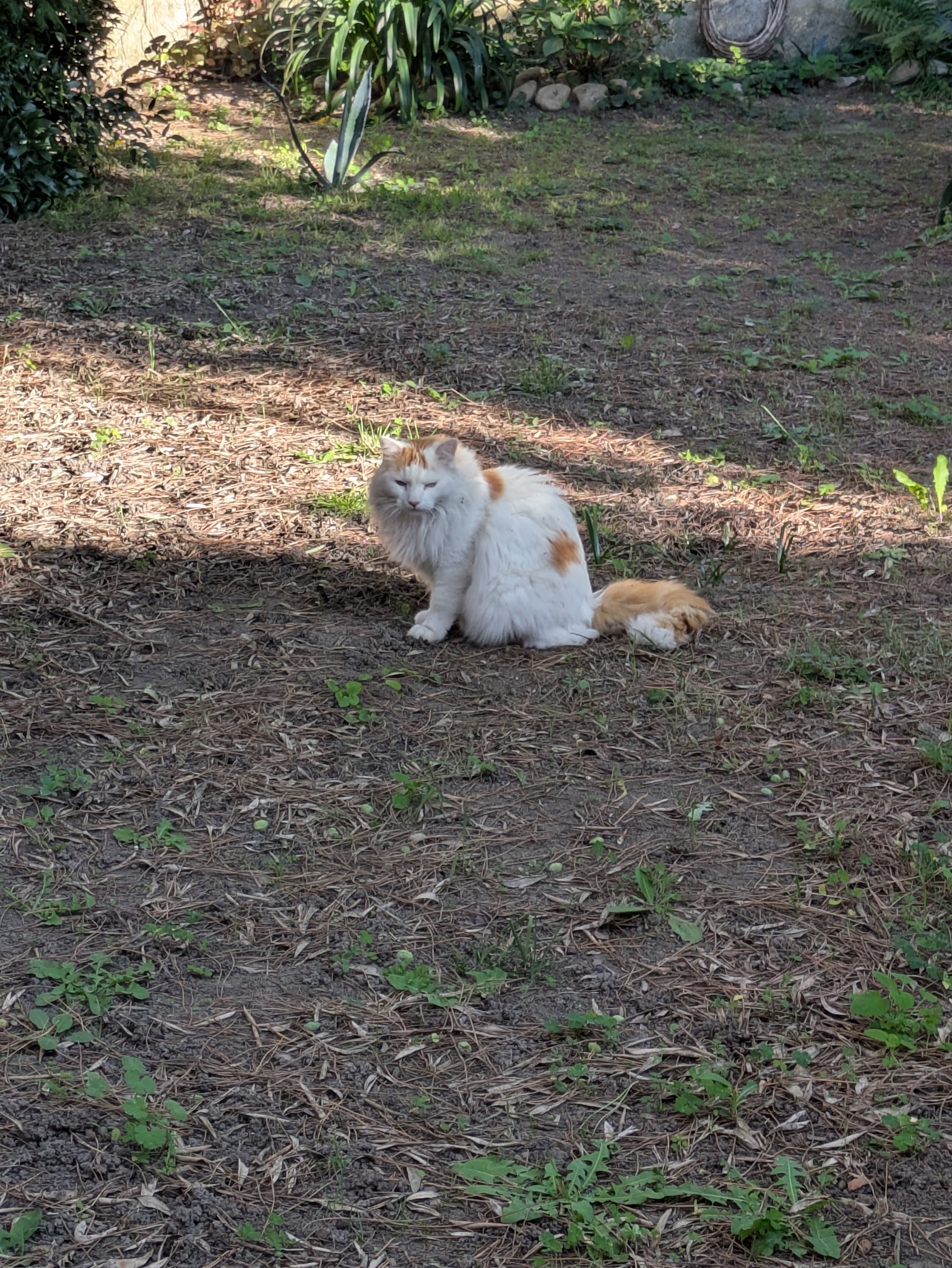 Anima'Services Pet sitting & Médiation animale — photo