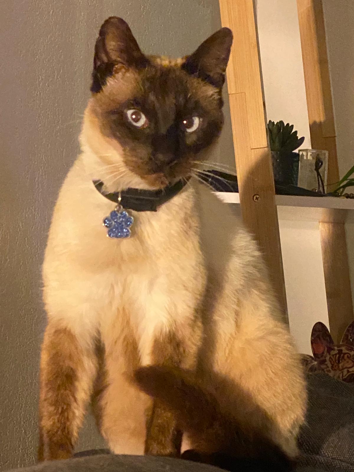 PawZenTopia — photo