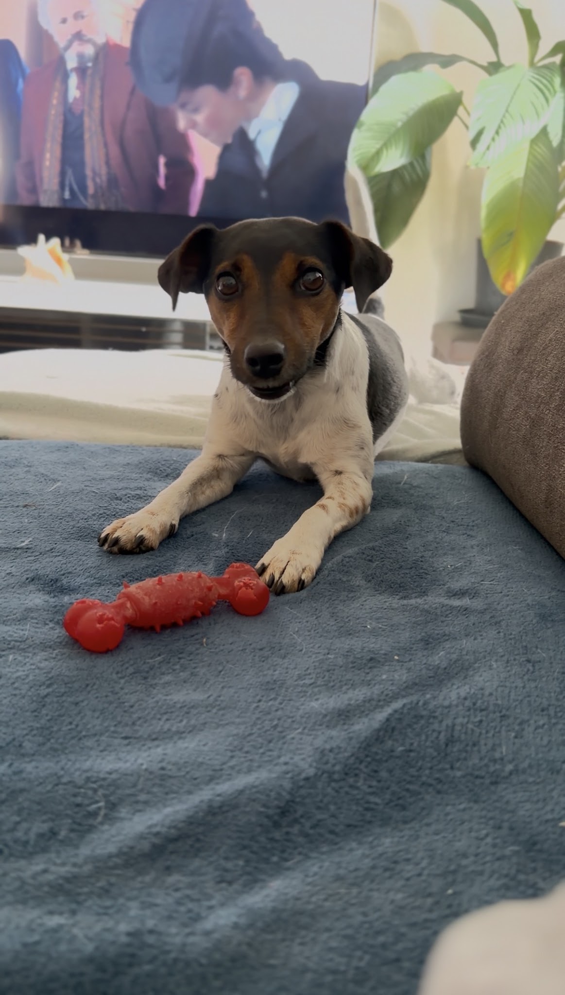 PawZenTopia — photo