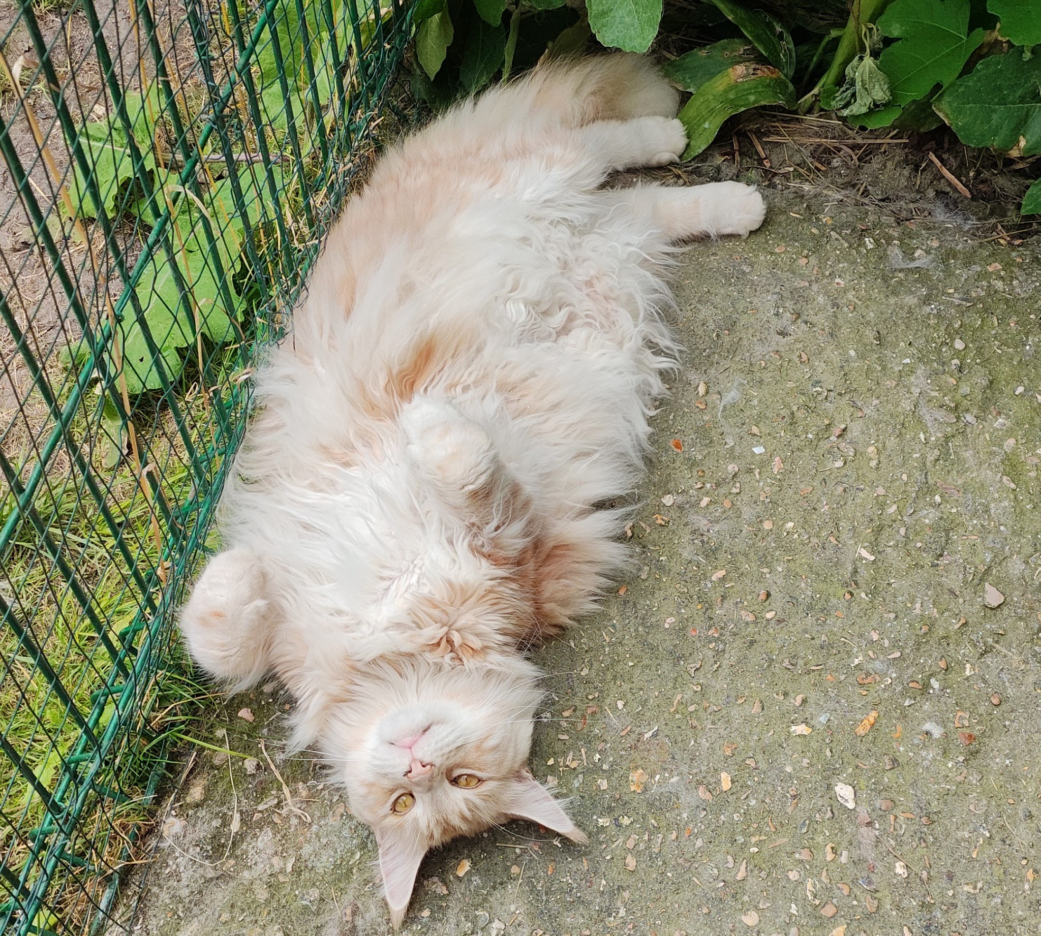 HAPPY ANIMAUX — photo