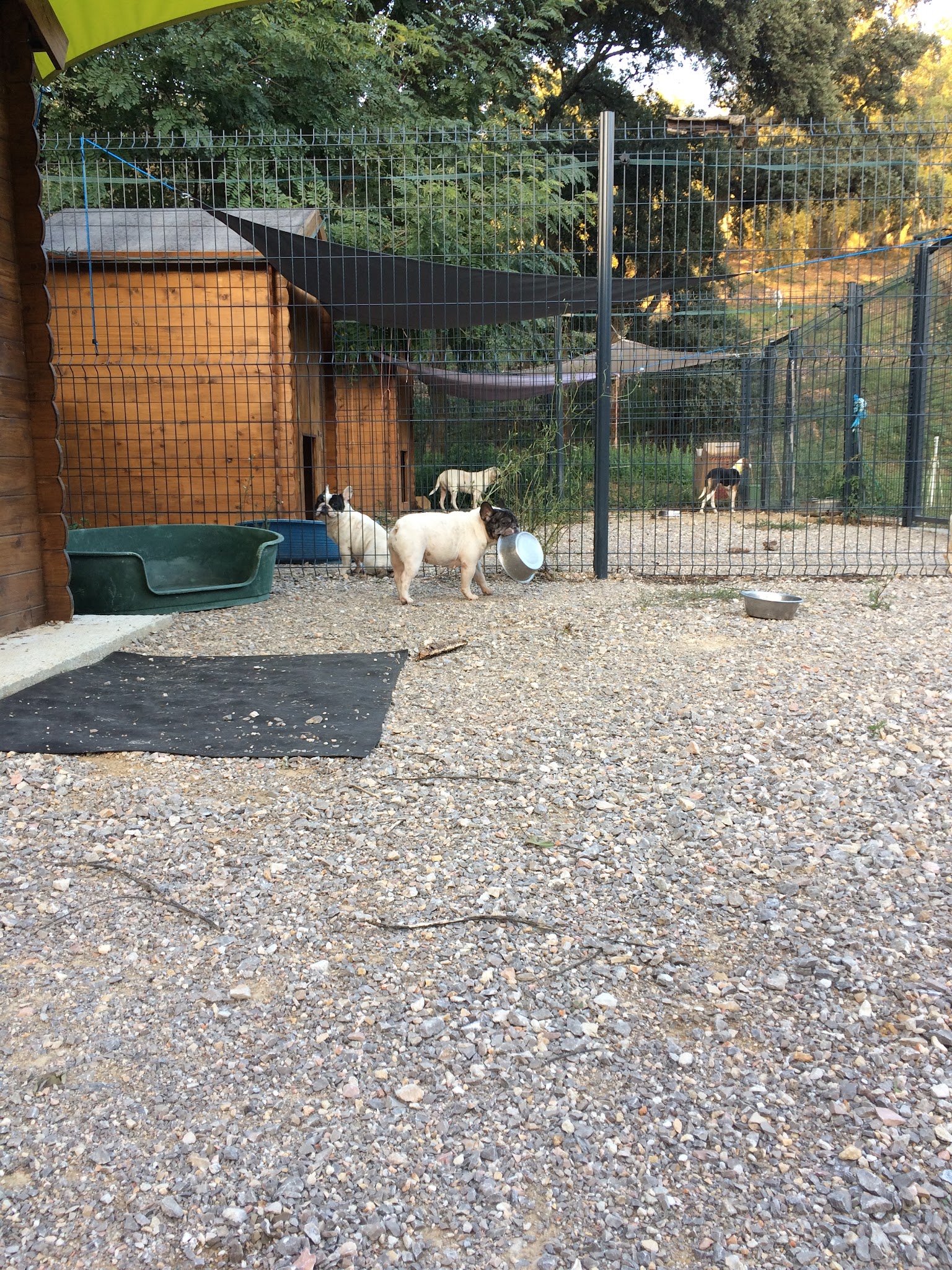 pension canine du rigaou — photo