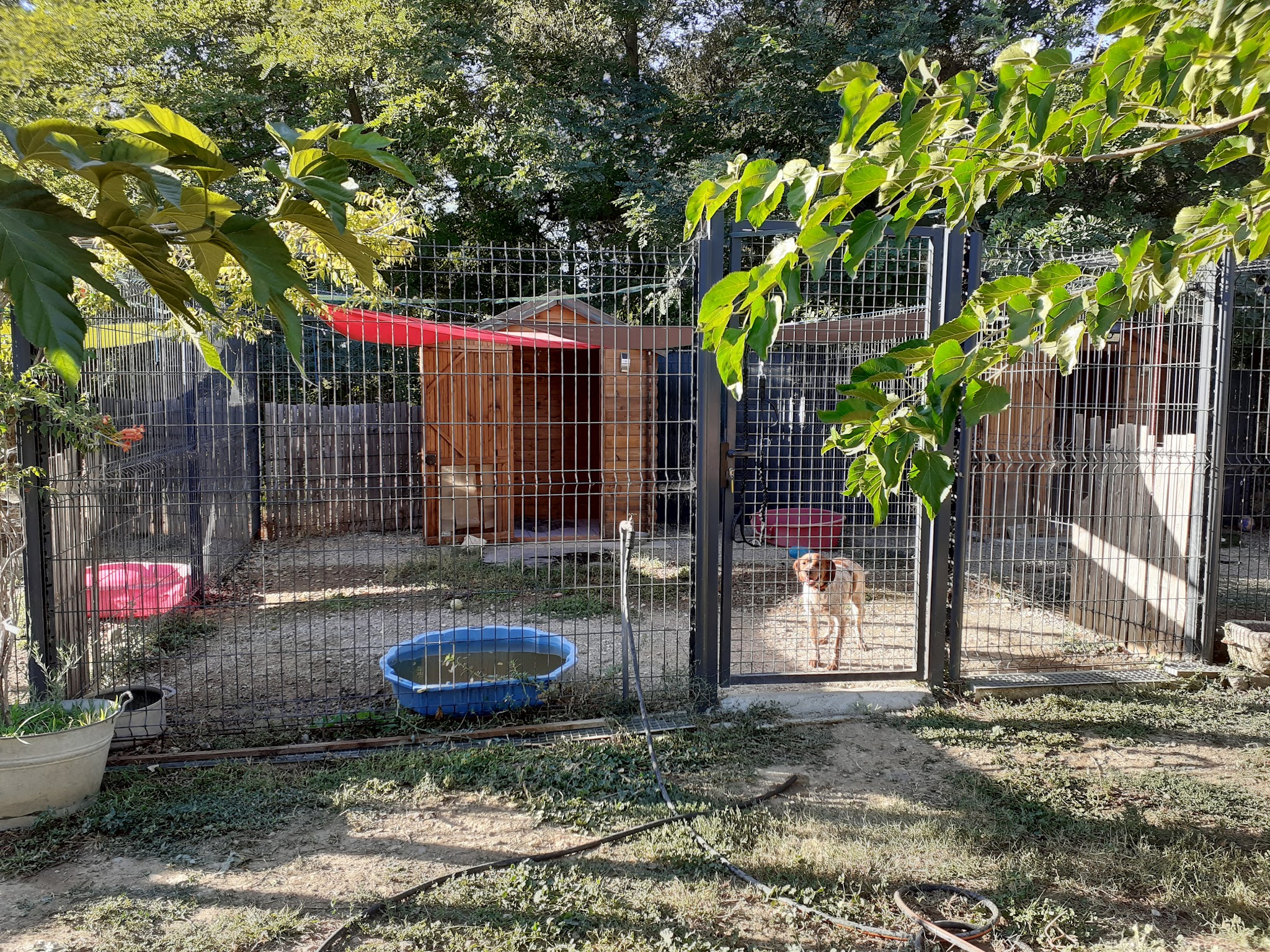 pension canine du rigaou — photo
