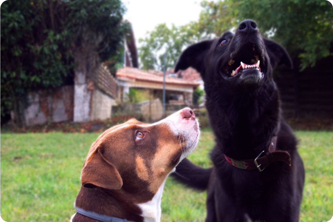 La Tribu de Baïa - garde d'animaux à domicile — photo