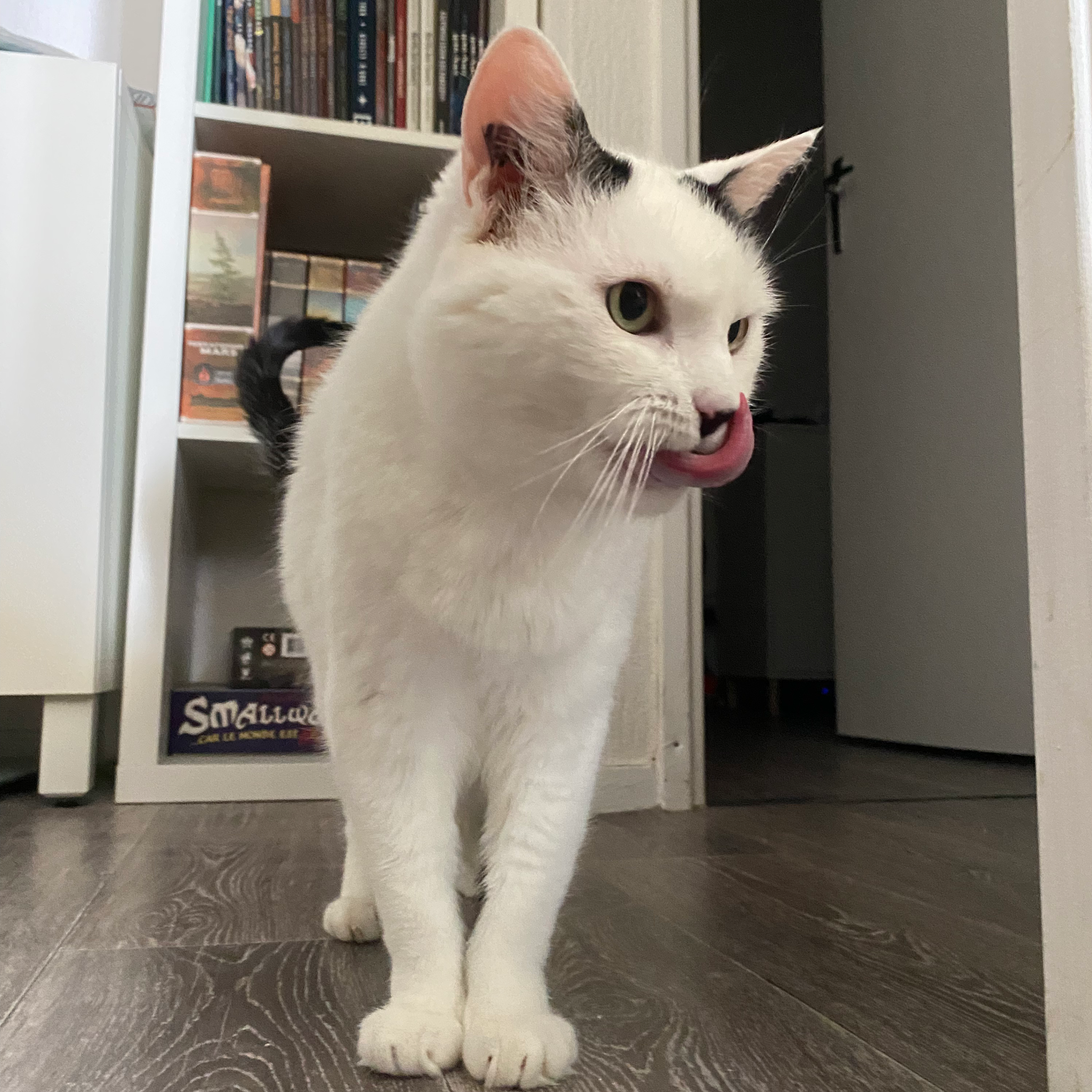 Victoria Pet Sitter — photo