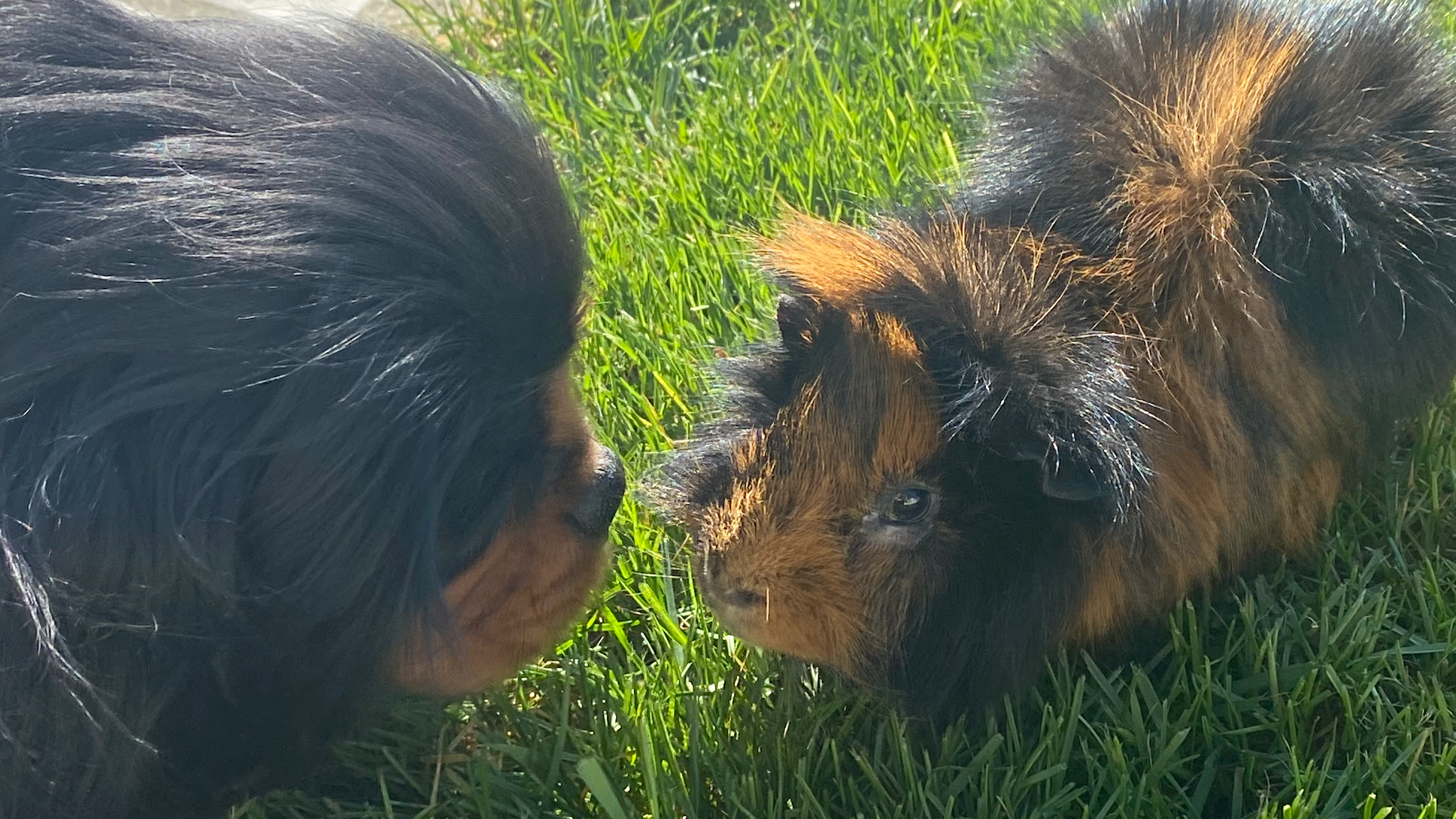 Victoria Pet Sitter — photo