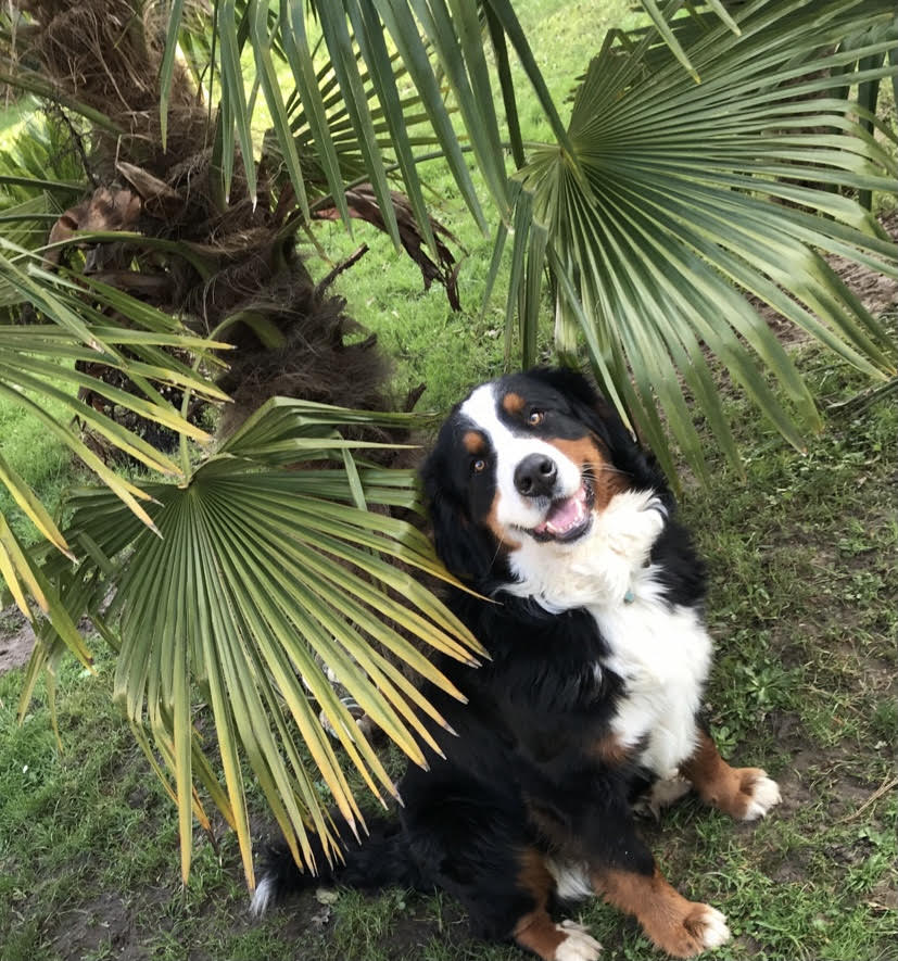 Victoria Pet Sitter — photo