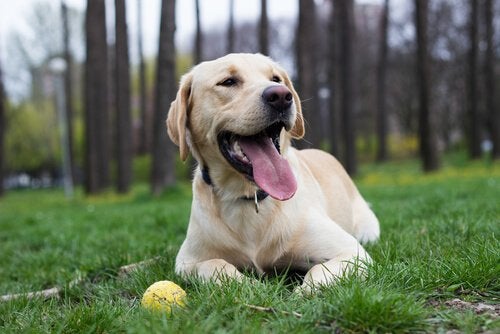 Victoria Pet Sitter
