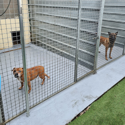 Pension canine et féline , ÉLEVAGE au Paradis d'Orsy