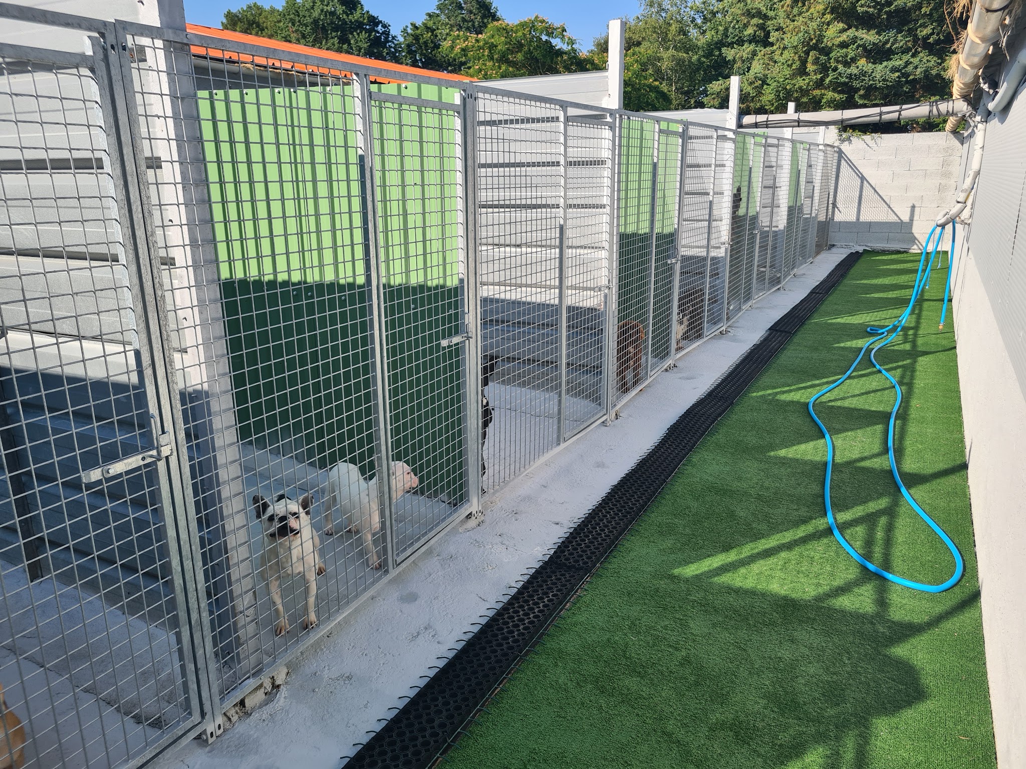 Pension canine et féline , ÉLEVAGE au Paradis d'Orsy — photo