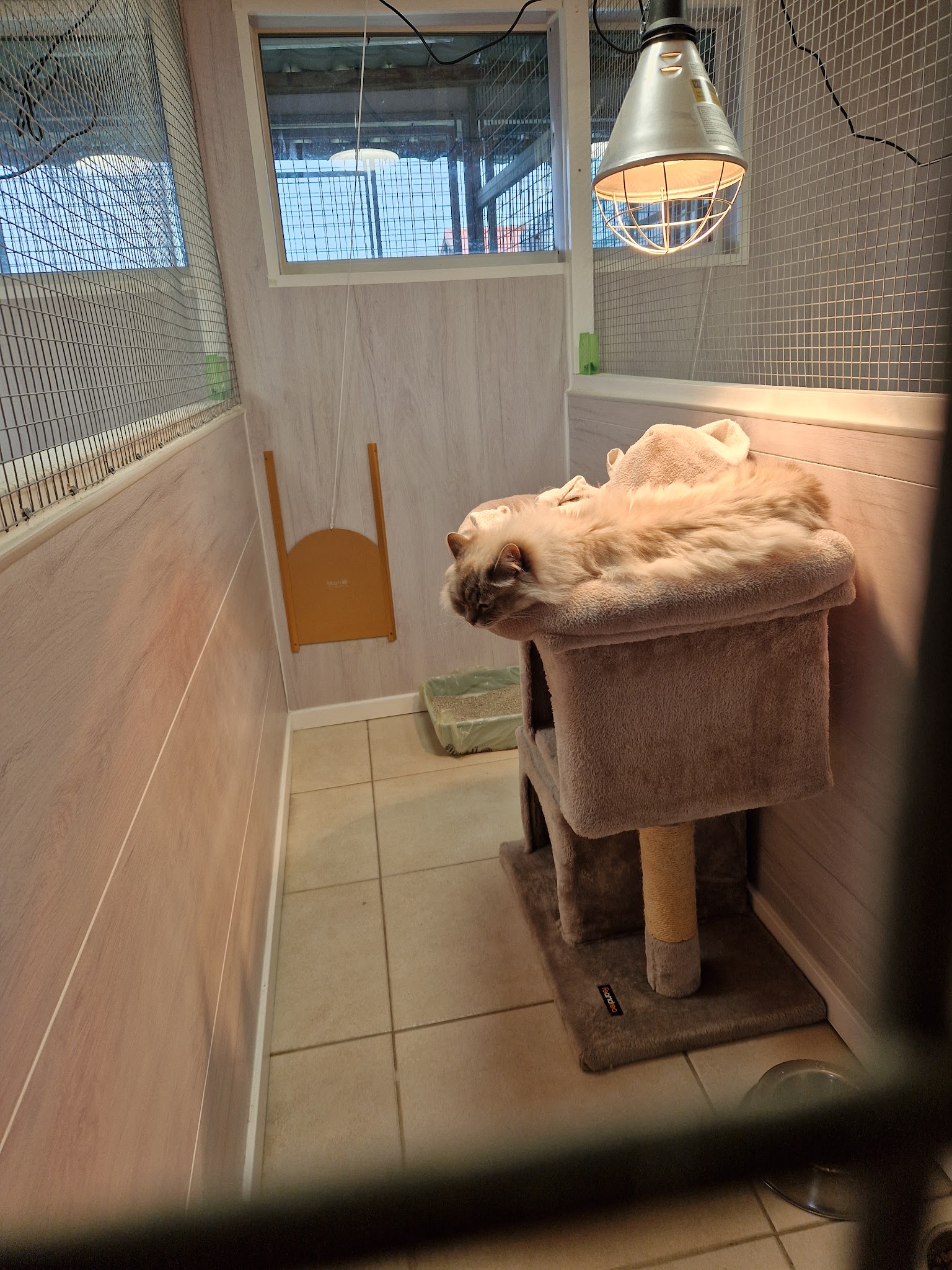 Pension canine et féline , ÉLEVAGE au Paradis d'Orsy — photo