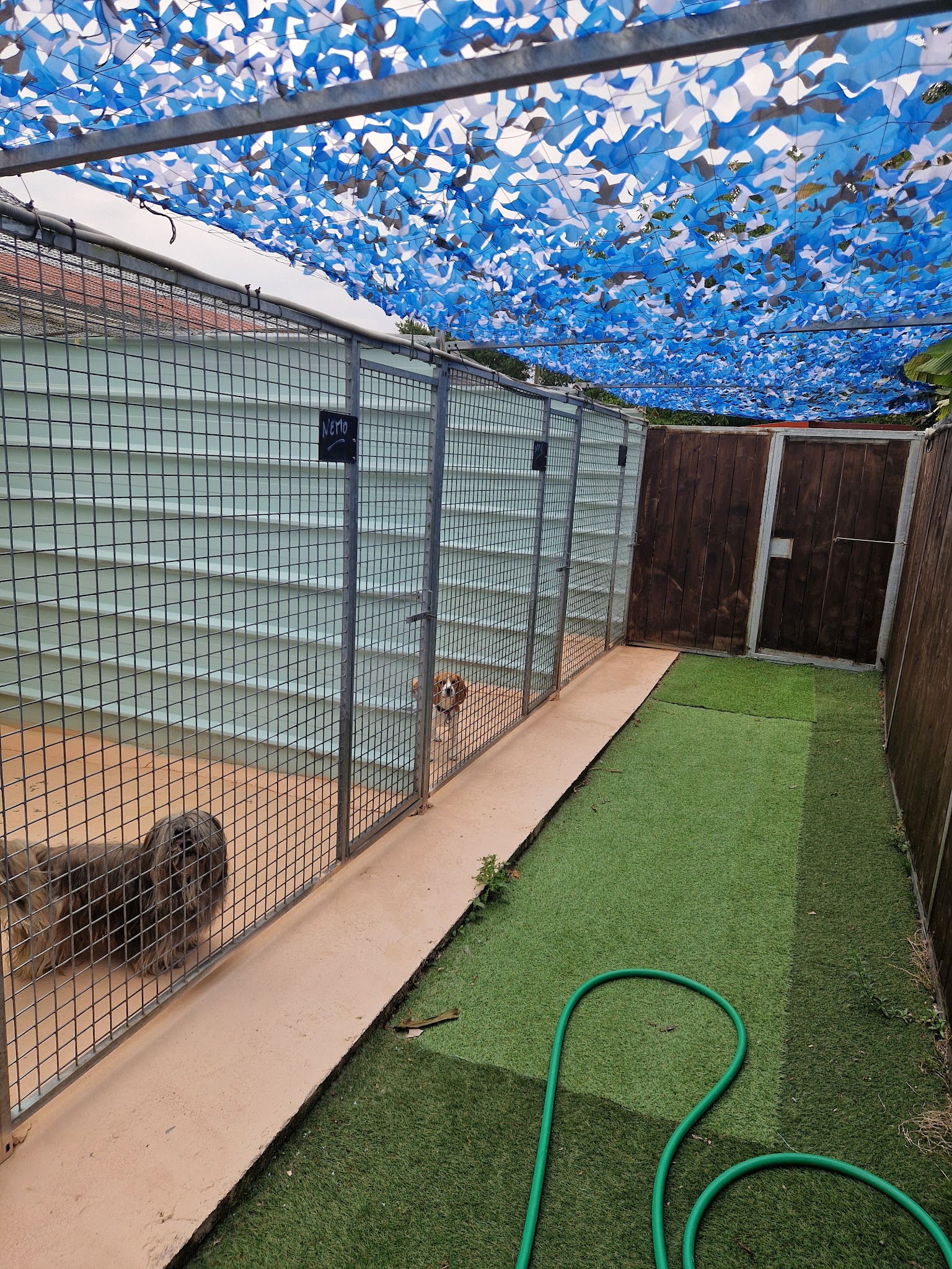 Pension canine et féline , ÉLEVAGE au Paradis d'Orsy — photo
