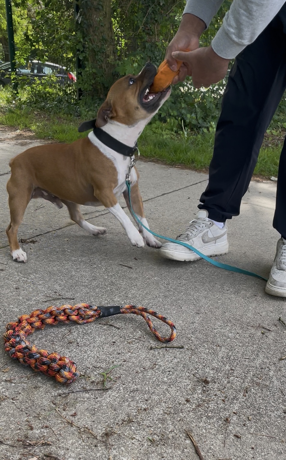 Unicadog, éducateur comportementaliste canin à Nantes et Loire Atlantique, 44 — photo