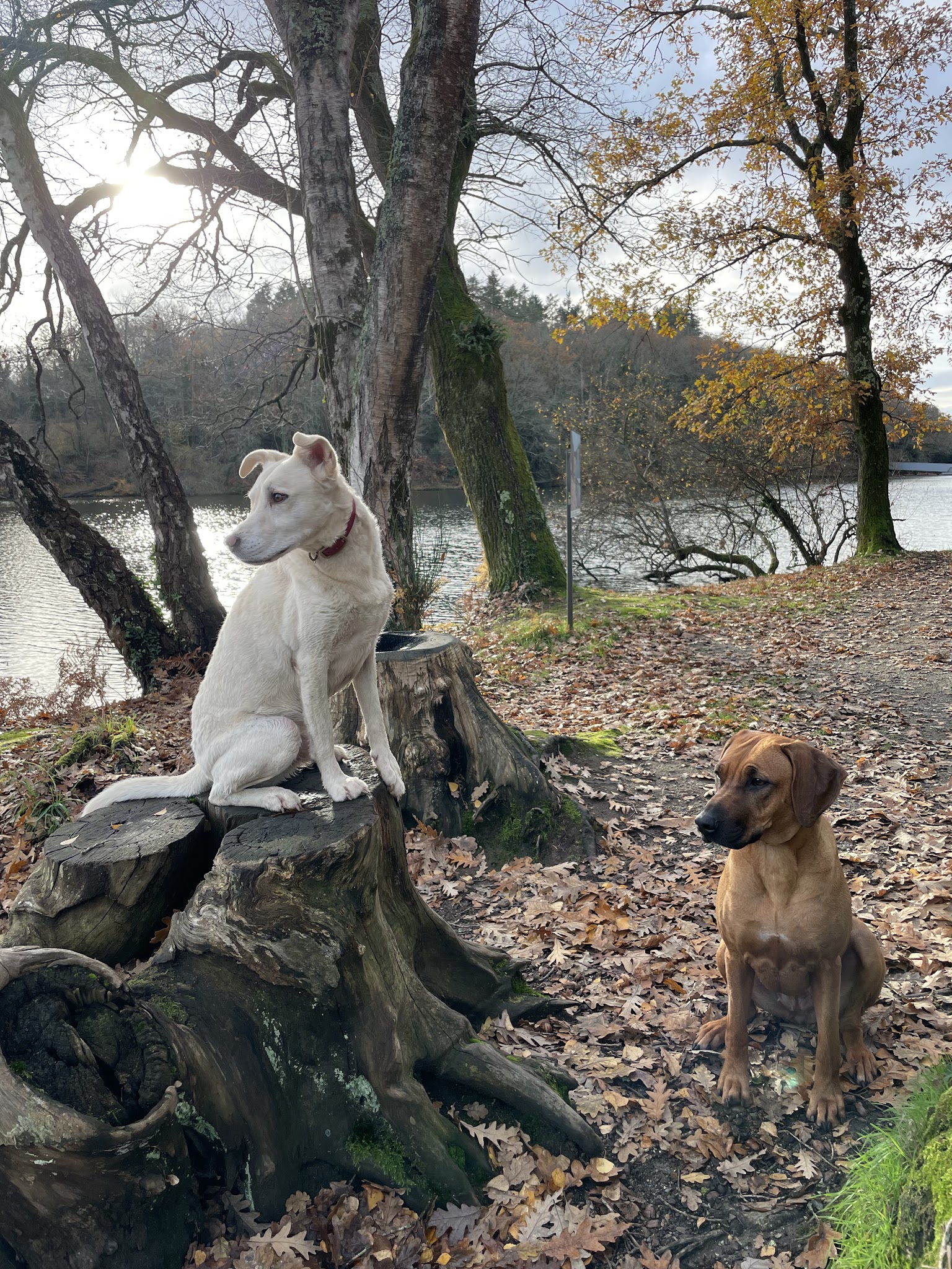 Unicadog, éducateur comportementaliste canin à Nantes et Loire Atlantique, 44 — photo