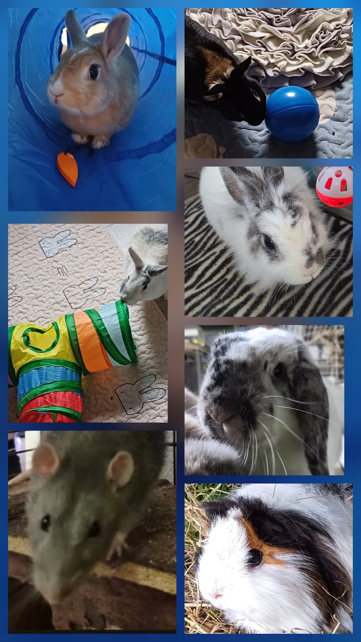 Les Papouilles - pet sitter certifiée et labellisée — photo