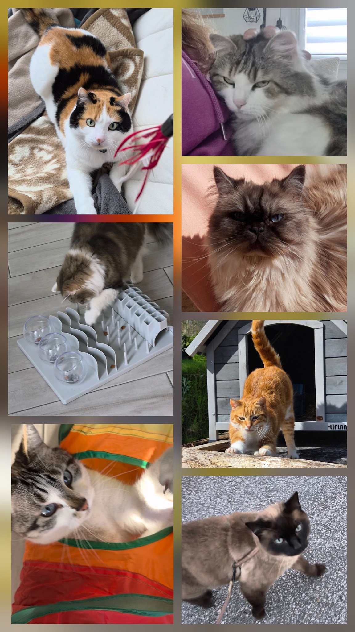 Les Papouilles - pet sitter certifiée et labellisée — photo