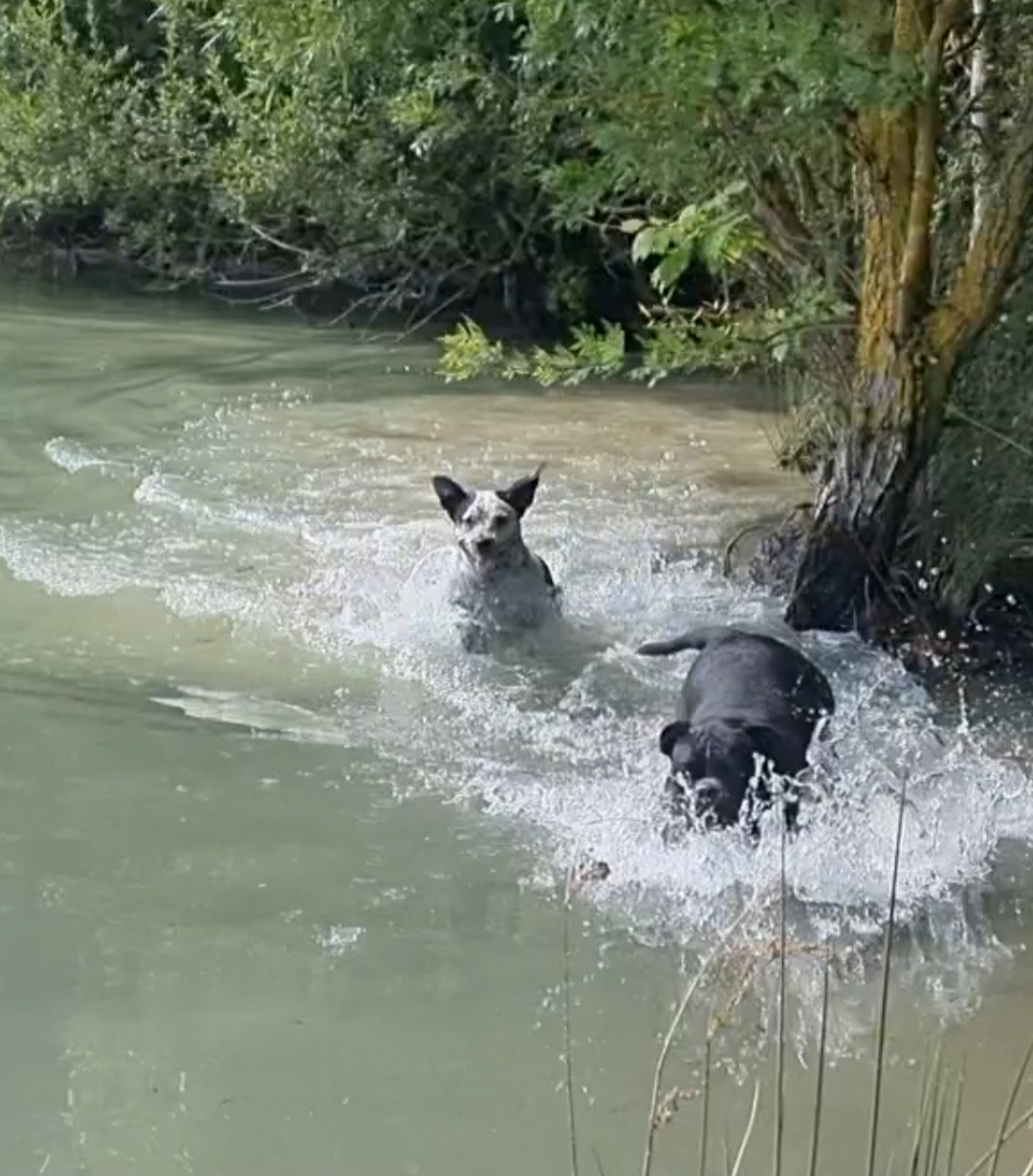 Au mus’ô dans l’eau — photo