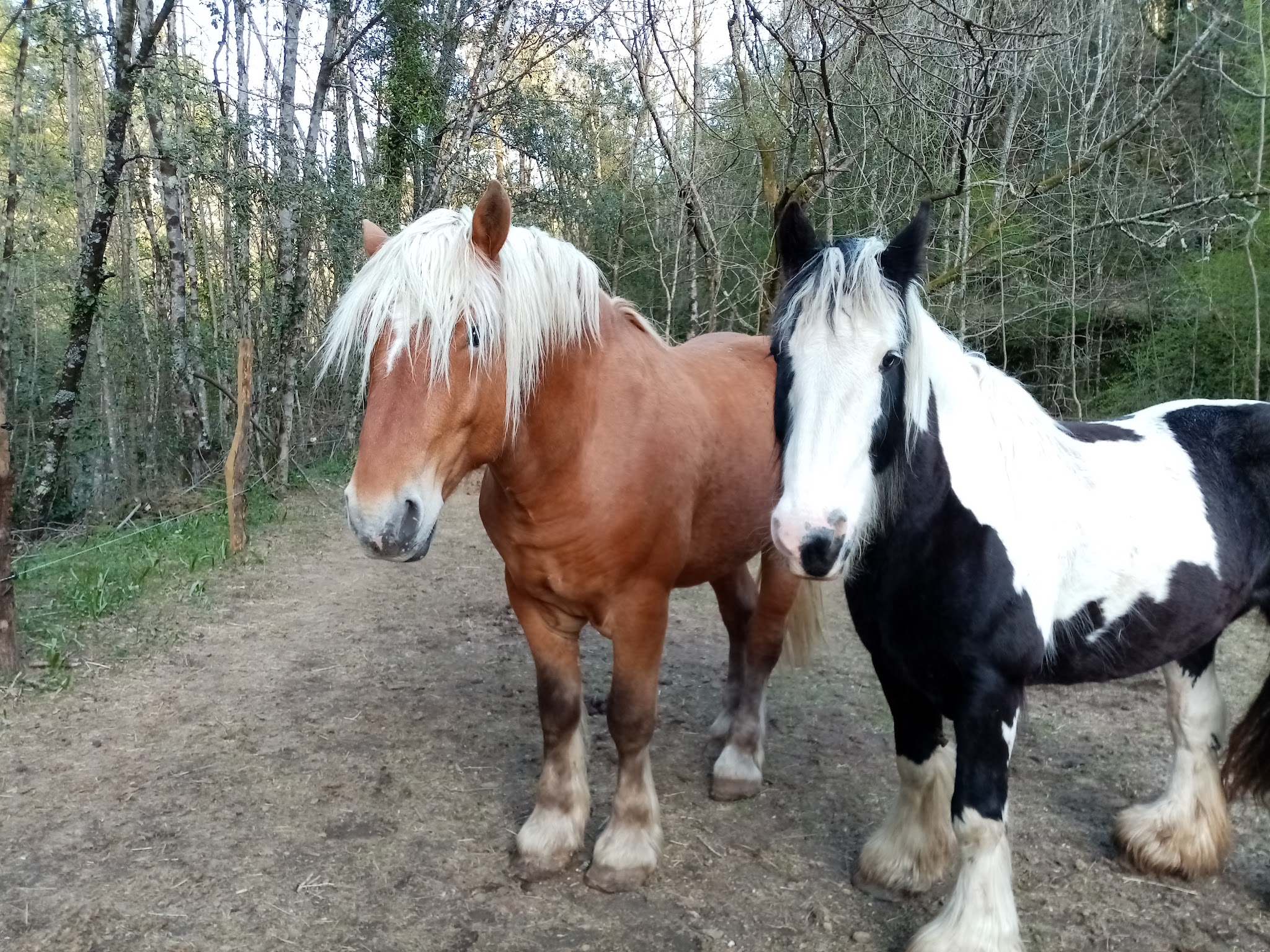 Gardiennage Cévennes - Visites à votre domicile tous types d'animaux (pas de pension sur place!)