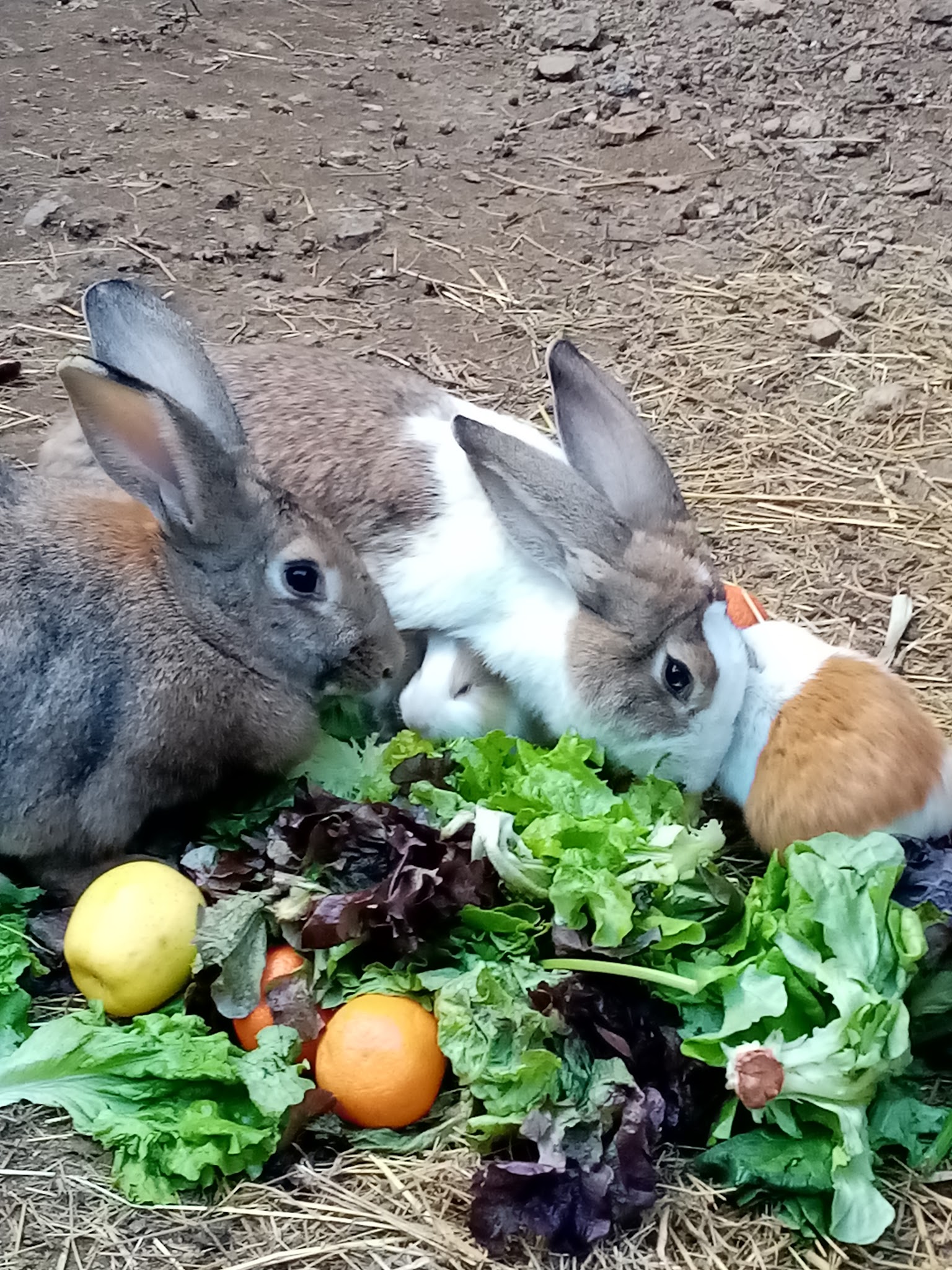 Gardiennage Cévennes - Visites à votre domicile tous types d'animaux (pas de pension sur place!) — photo