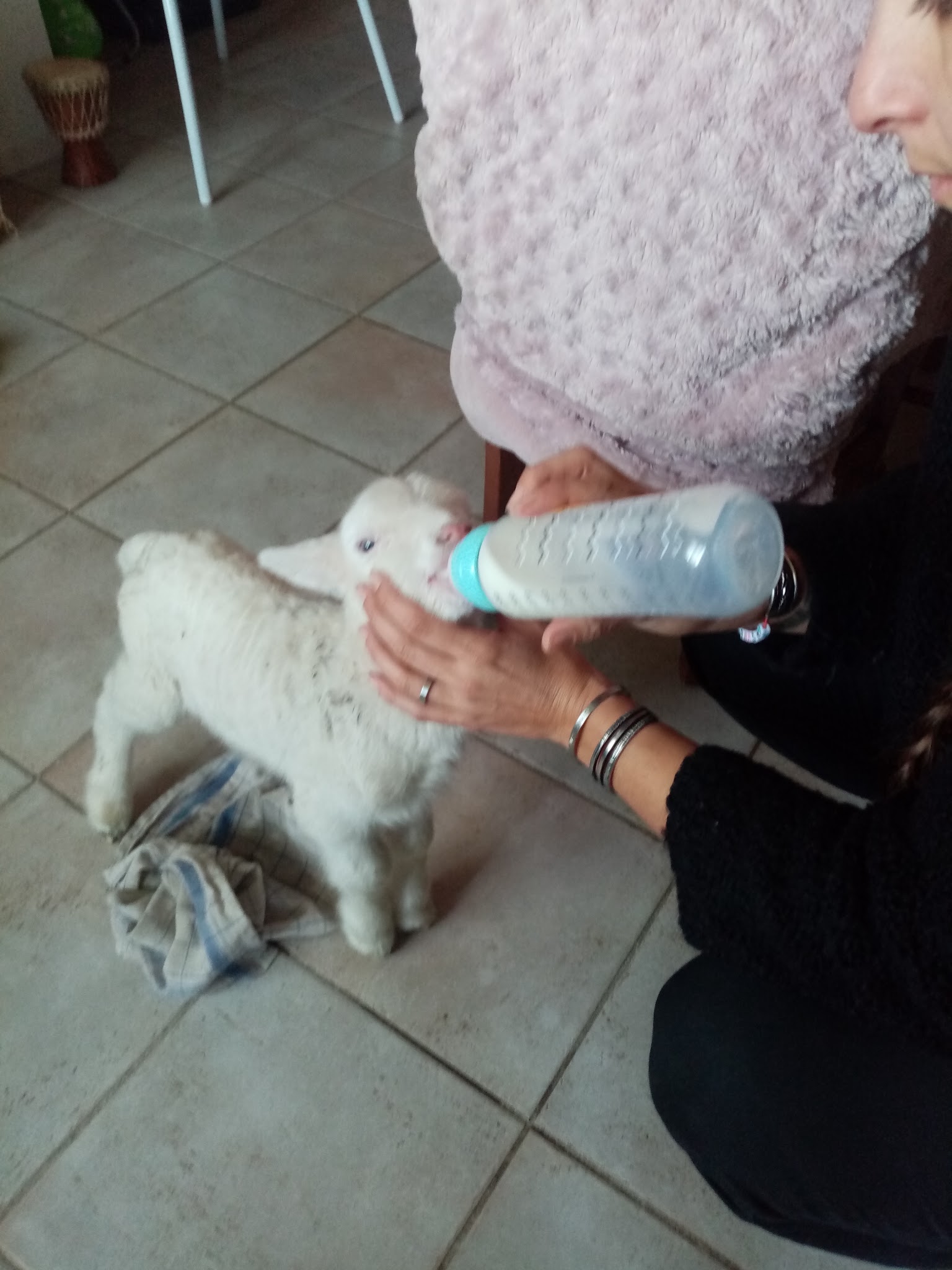 Gardiennage Cévennes - Visites à votre domicile tous types d'animaux (pas de pension sur place!) — photo