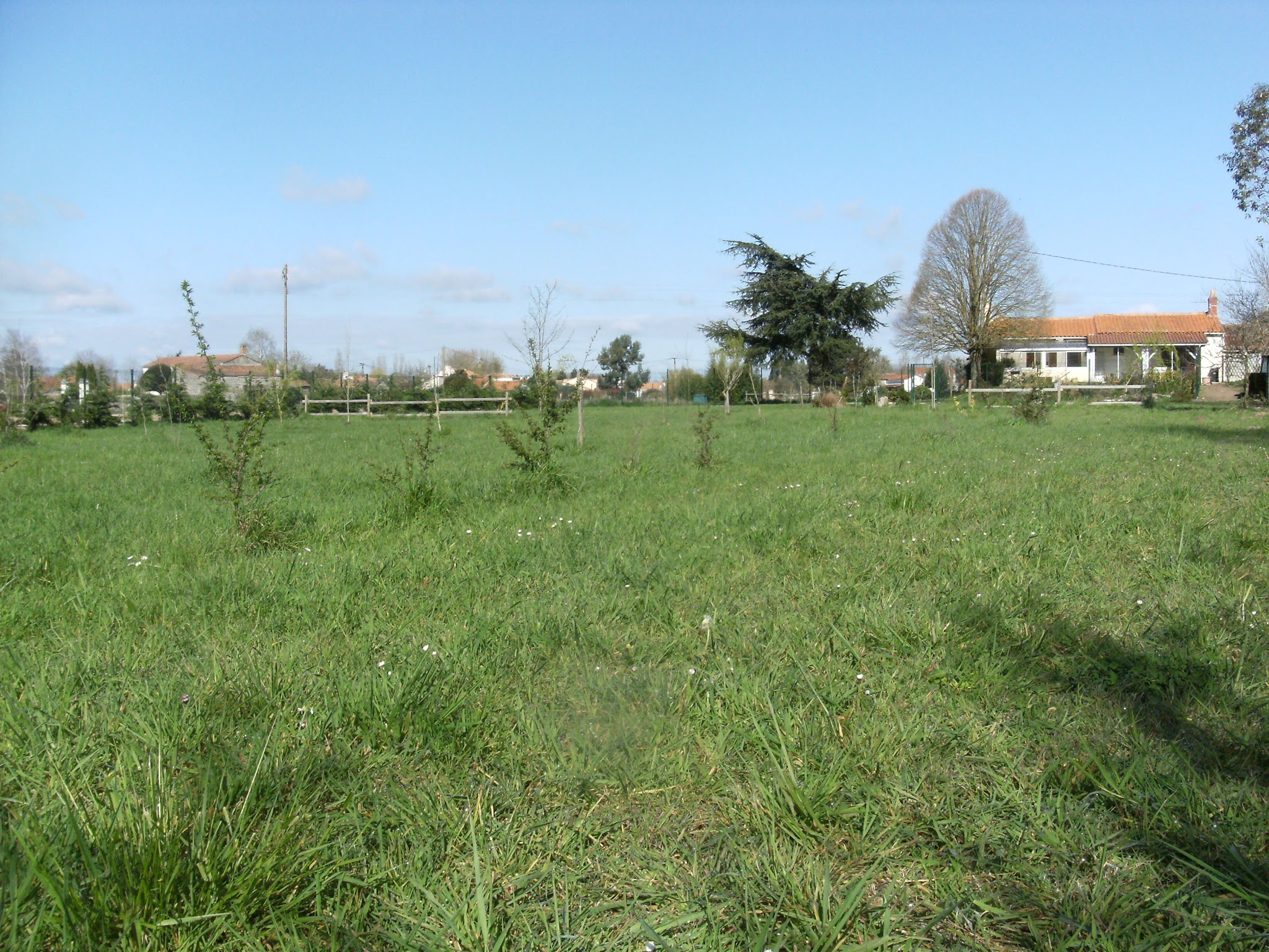 Pension canine en famille (44) — photo