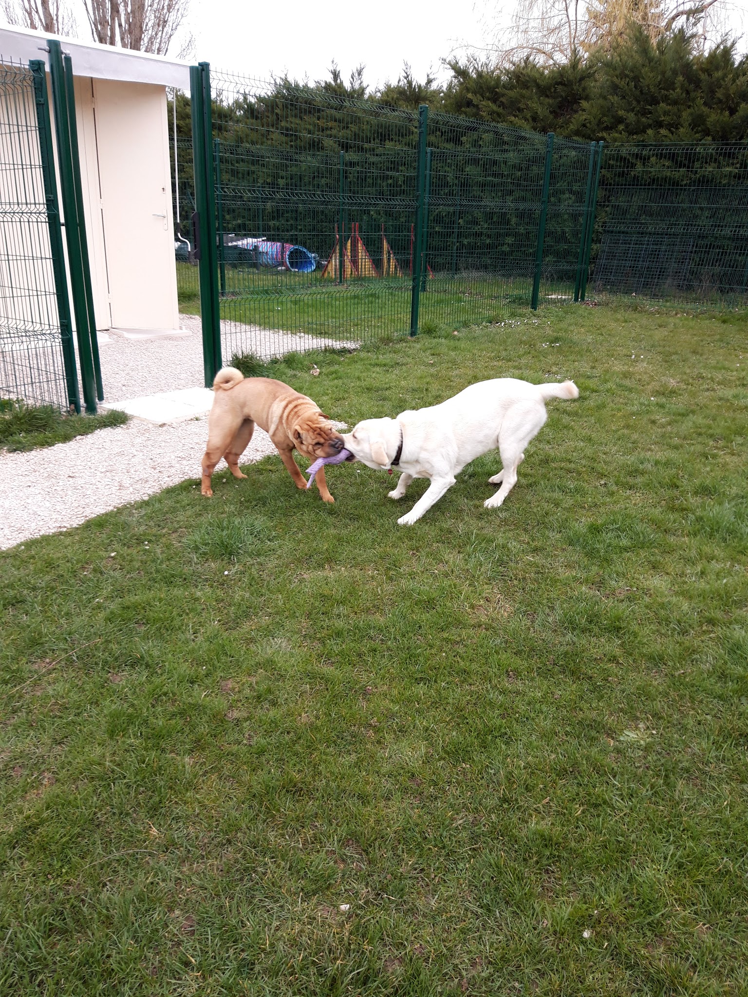 Pension chiens "Au Chemin des 4 Pattes" en Côte d'Or 21 — photo