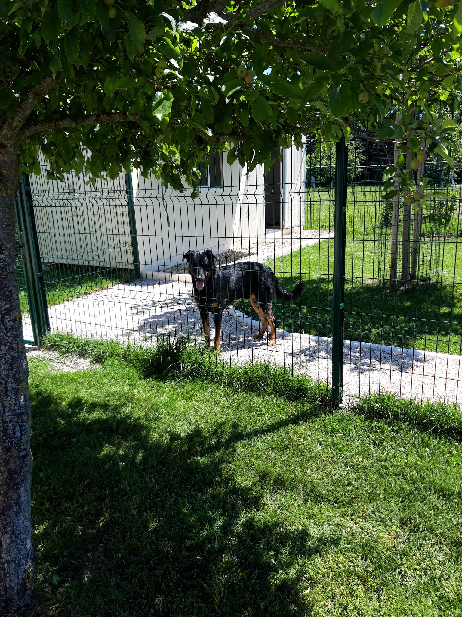 Pension chiens "Au Chemin des 4 Pattes" en Côte d'Or 21 — photo
