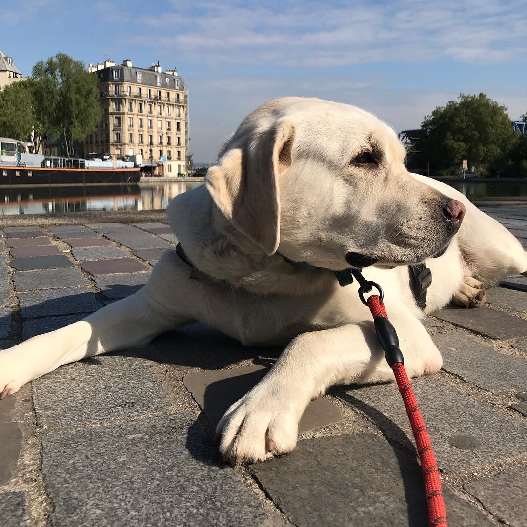 La zen Attitude Canine — photo