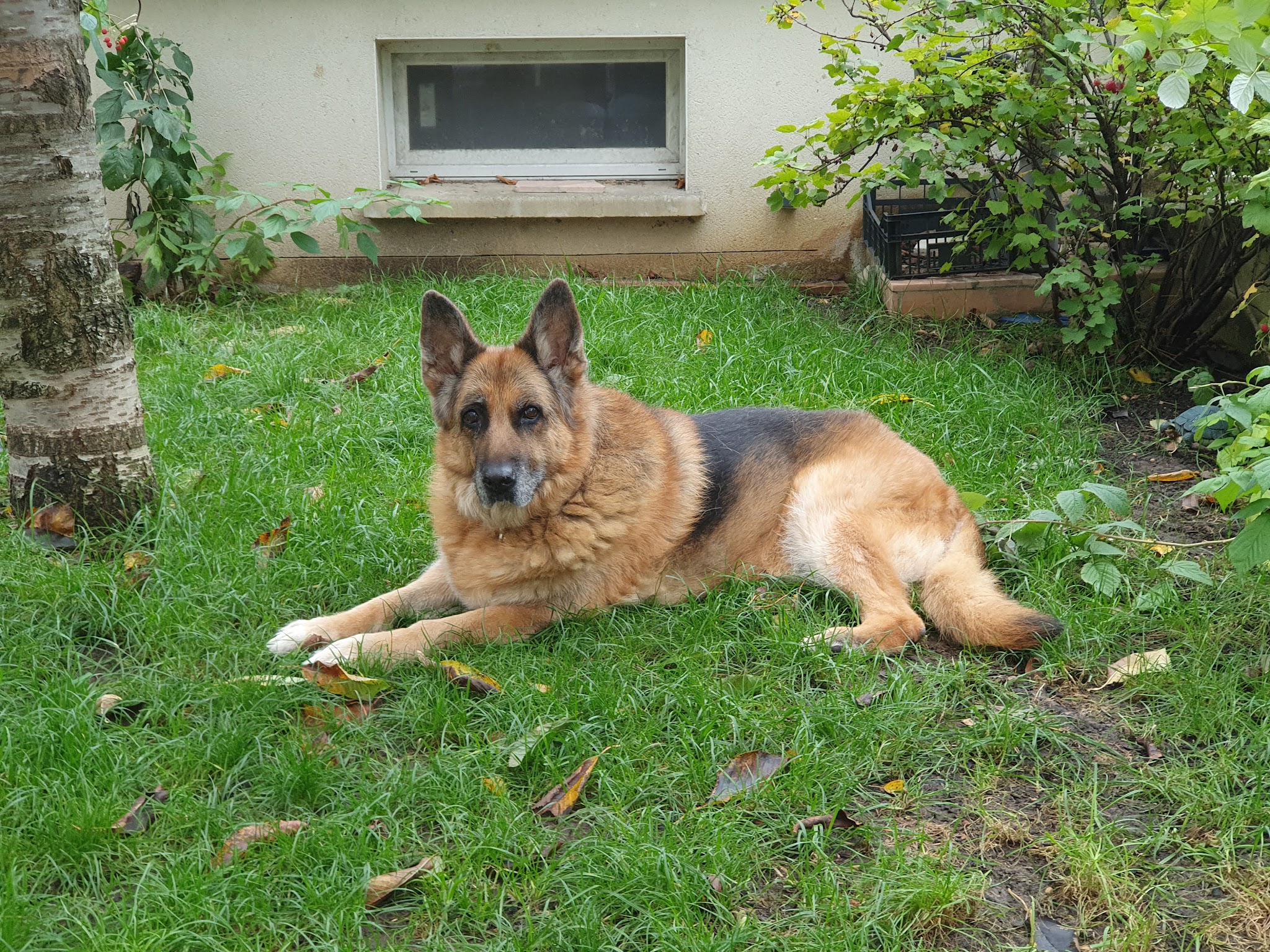 La zen Attitude Canine — photo