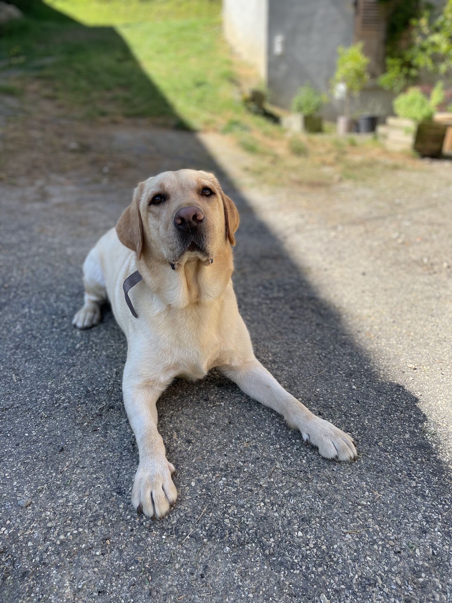 Pension canine de la forêt d'iguacu — photo