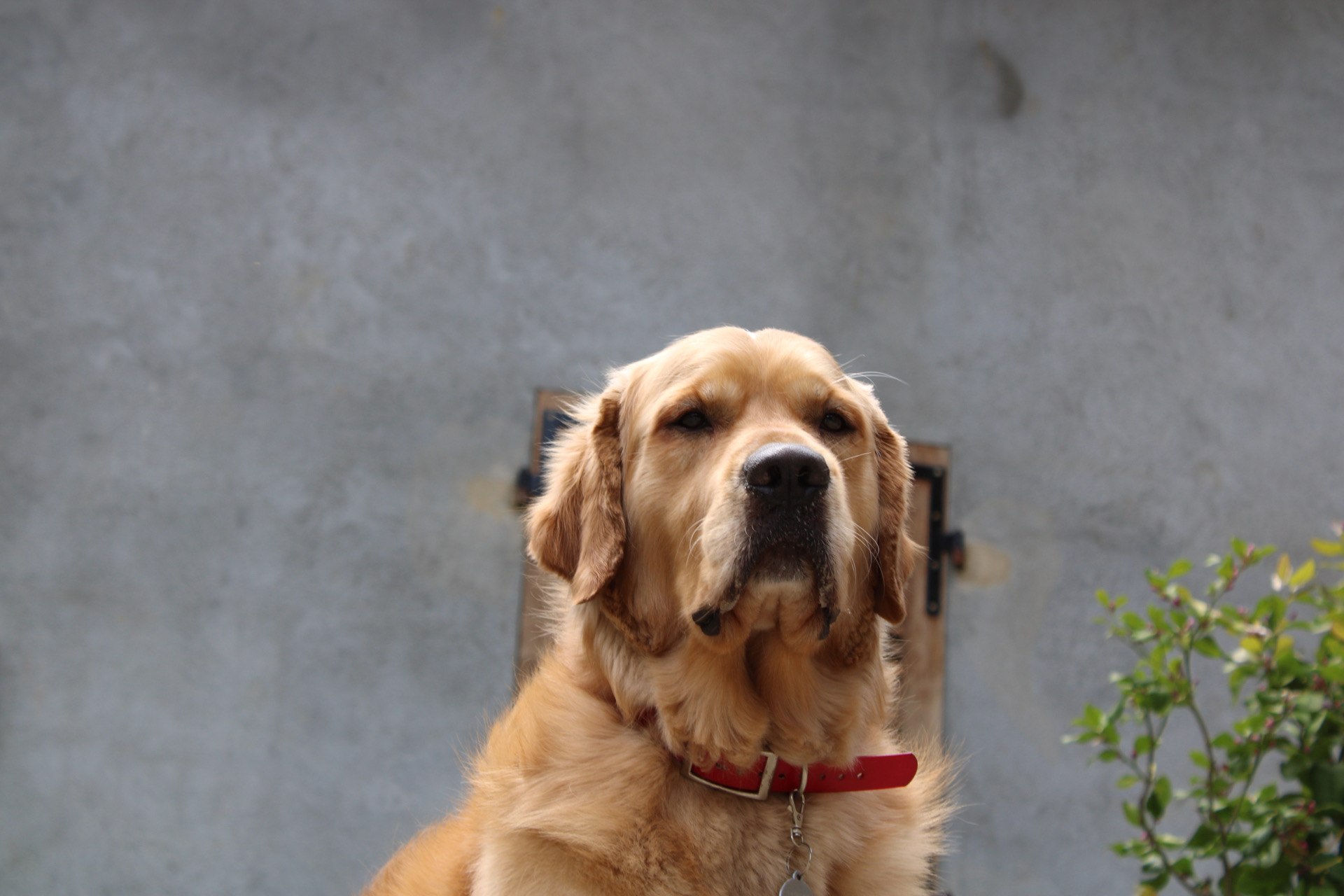 Pension canine de la forêt d'iguacu — photo