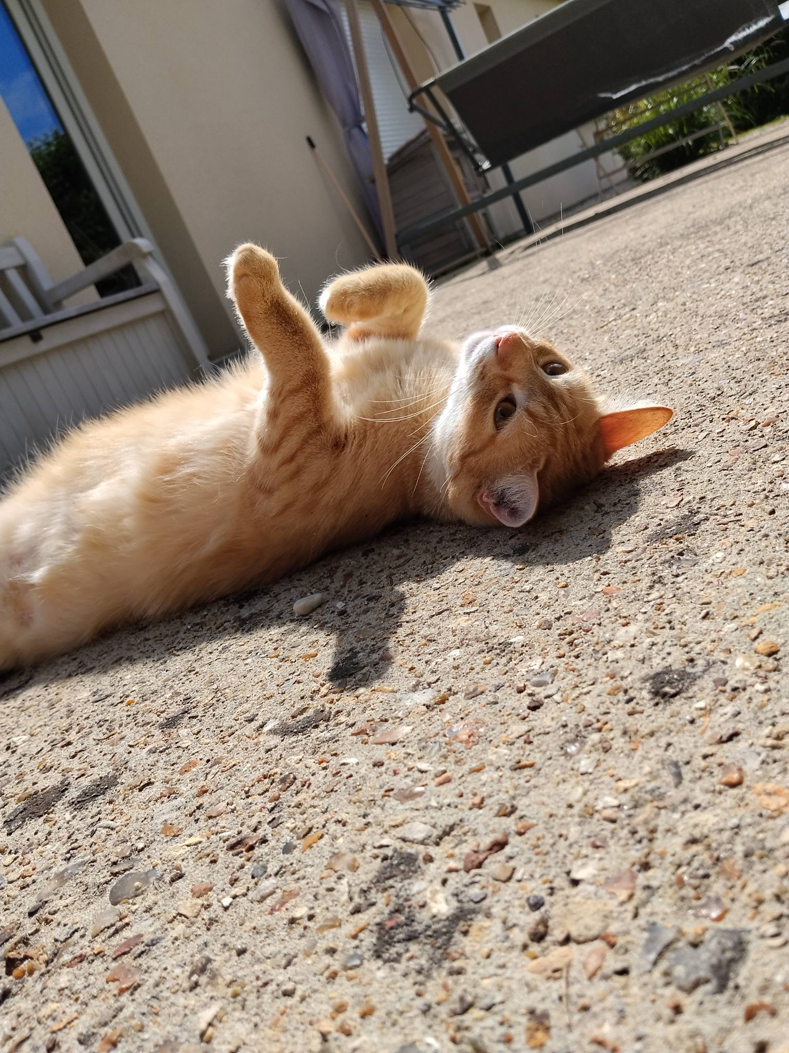 EI Flav Pet-Sitting — photo