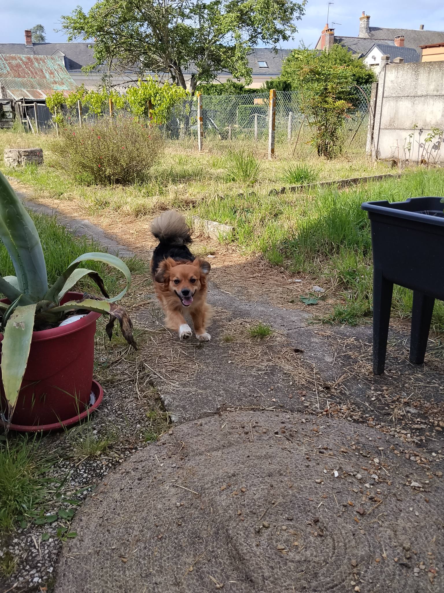 EI Flav Pet-Sitting — photo