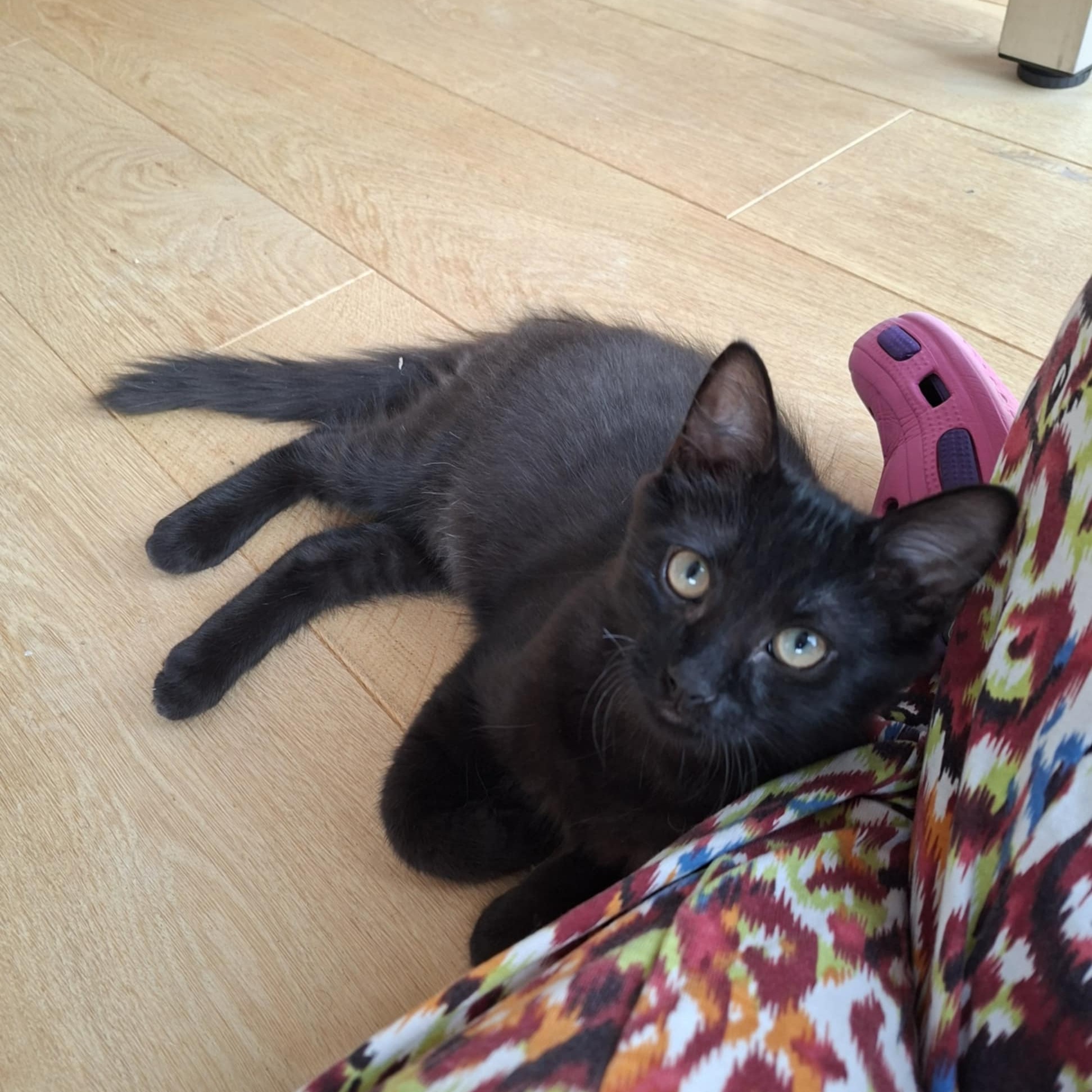 Besoin D'Un Coup D'Patte ? — photo