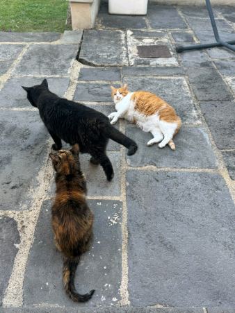 PET-SIT AND CLEAN HOUSE — photo