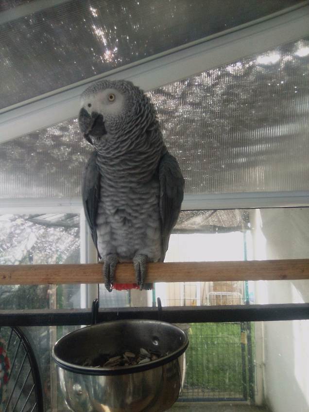 PET-SIT AND CLEAN HOUSE — photo