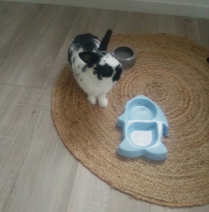 PET-SIT AND CLEAN HOUSE — photo